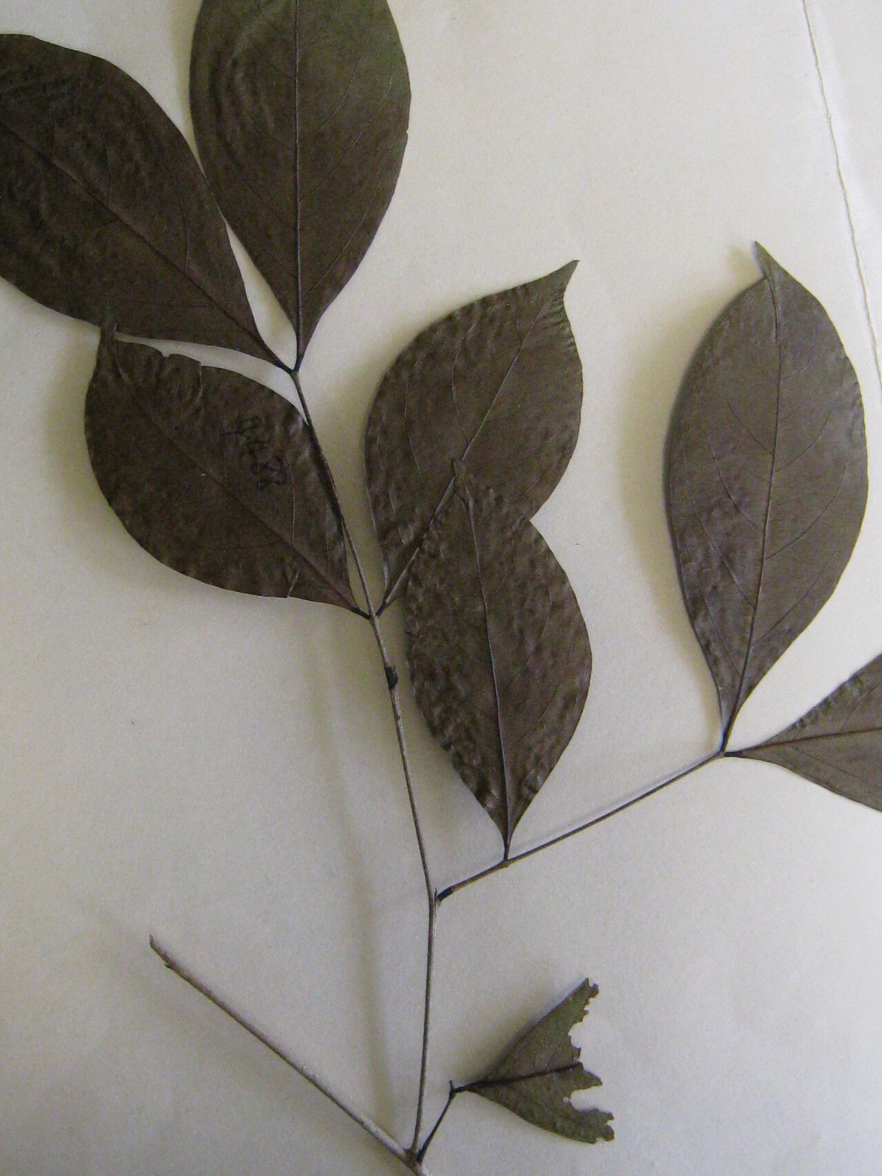 Inga capitata — houseplant care guide