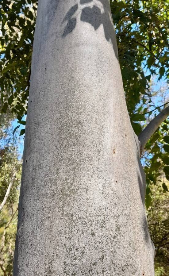 Eucalyptus grandis bark