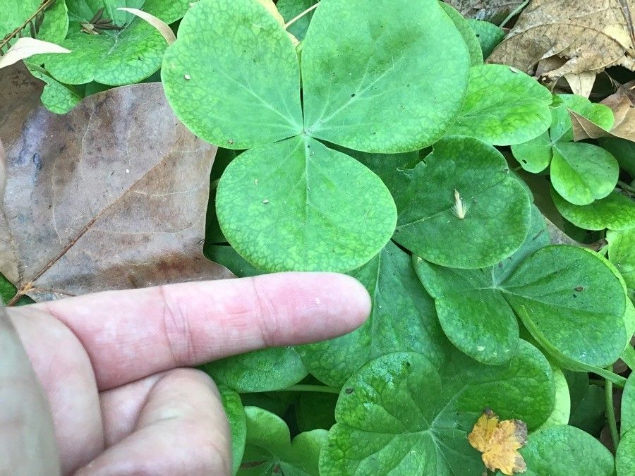 Oxalis deppei leaf