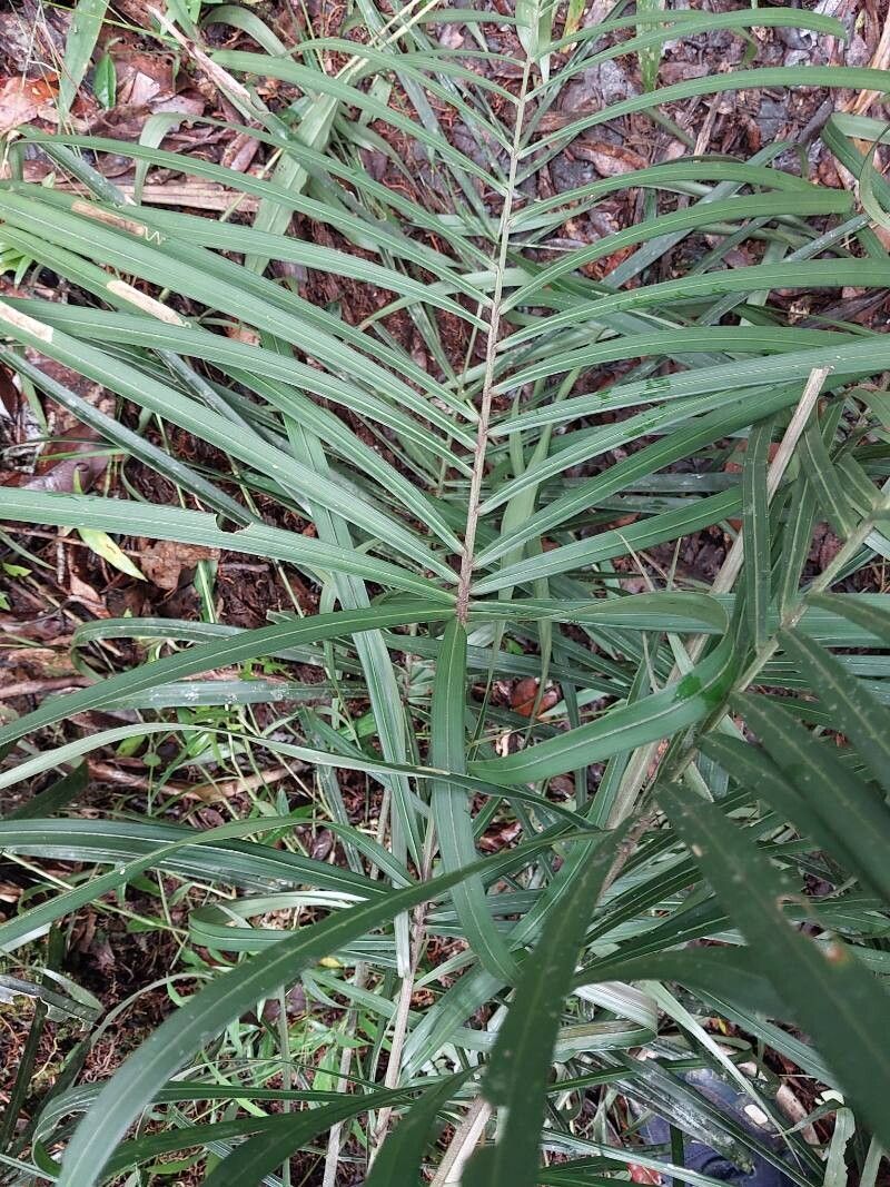 Dypsis nodifera leaf