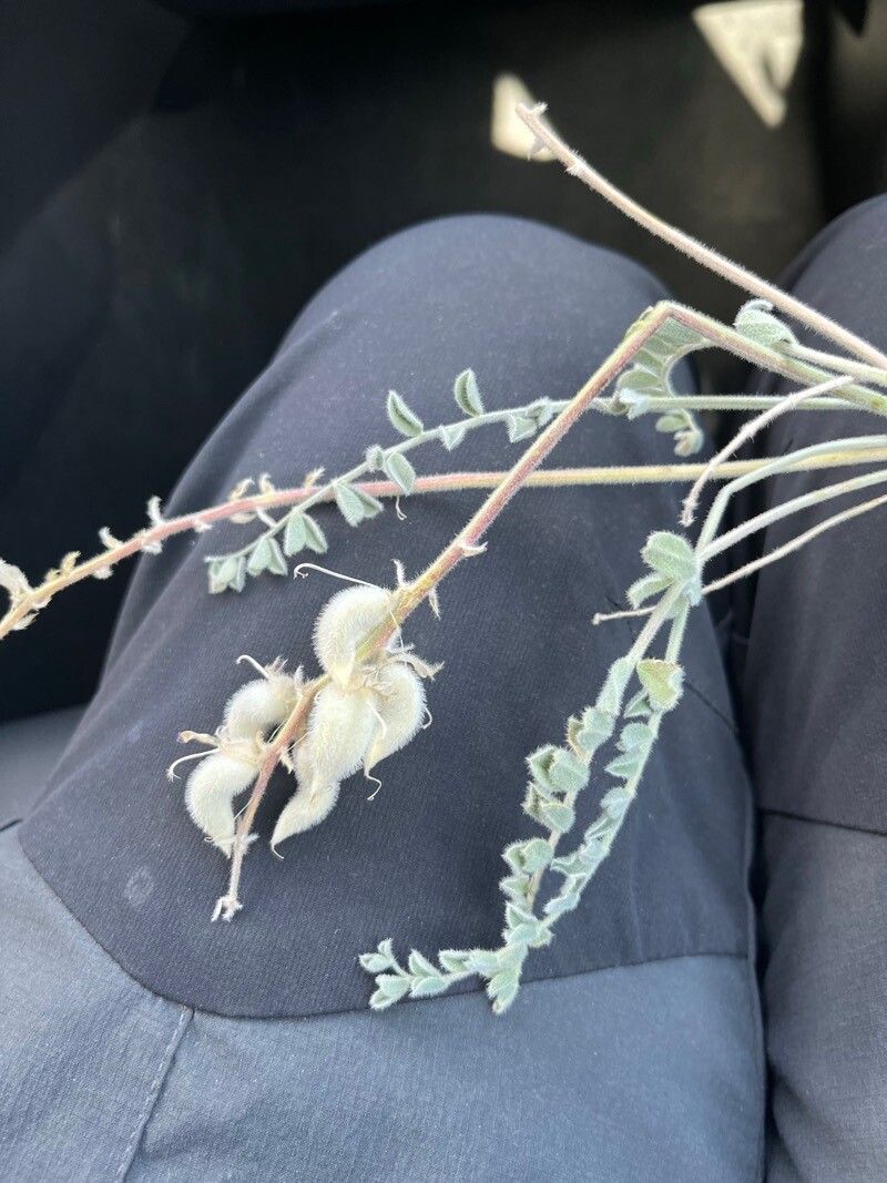 Astragalus mollissimus fruit