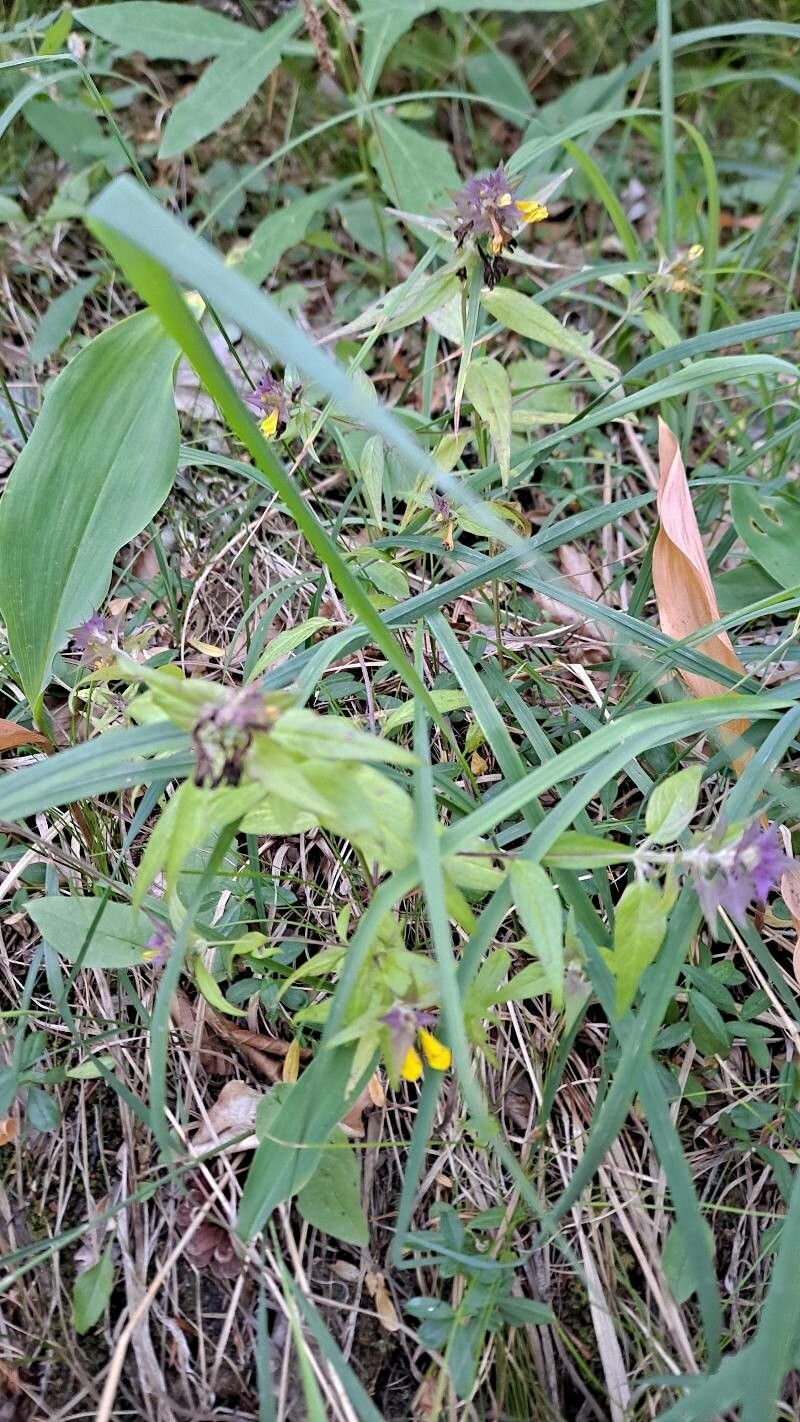 Melampyrum subalpinum habit