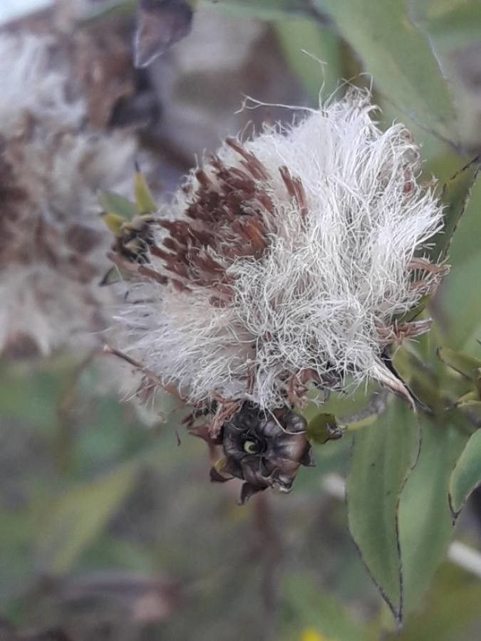 Inula spiraeifolia fruit