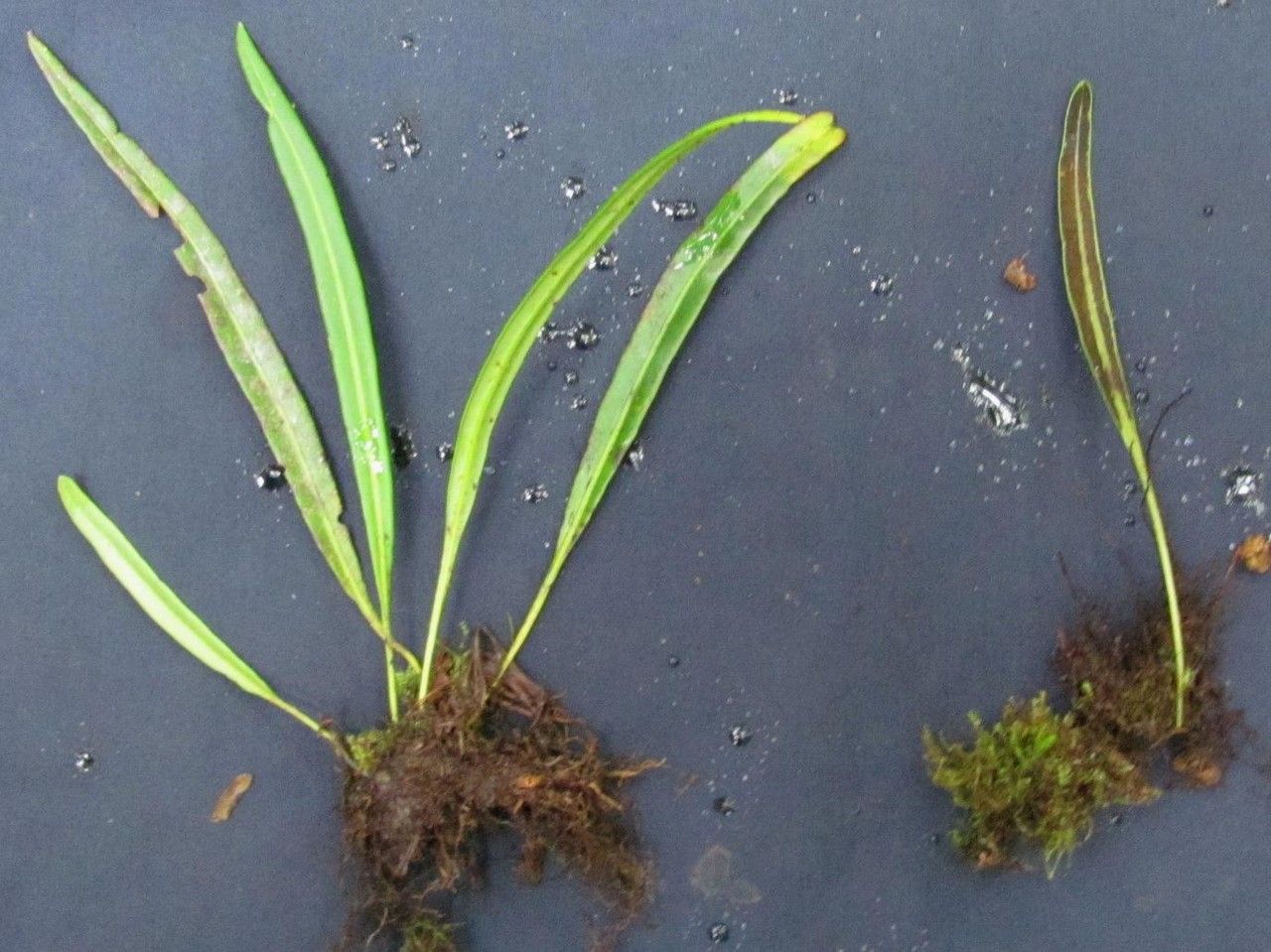 Elaphoglossum glabellum other