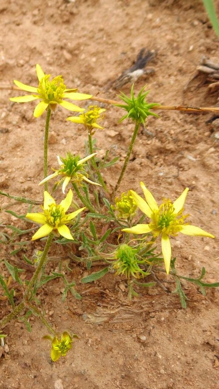 Ceratocephala falcata flower