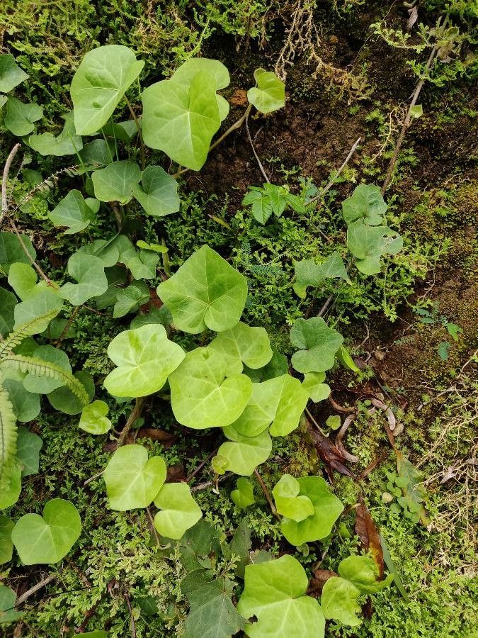 Hedera azorica habit