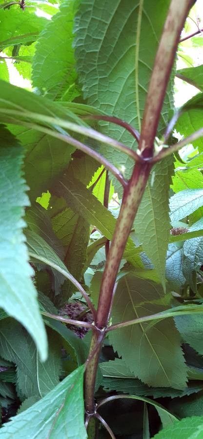 Eupatorium purpureum bark