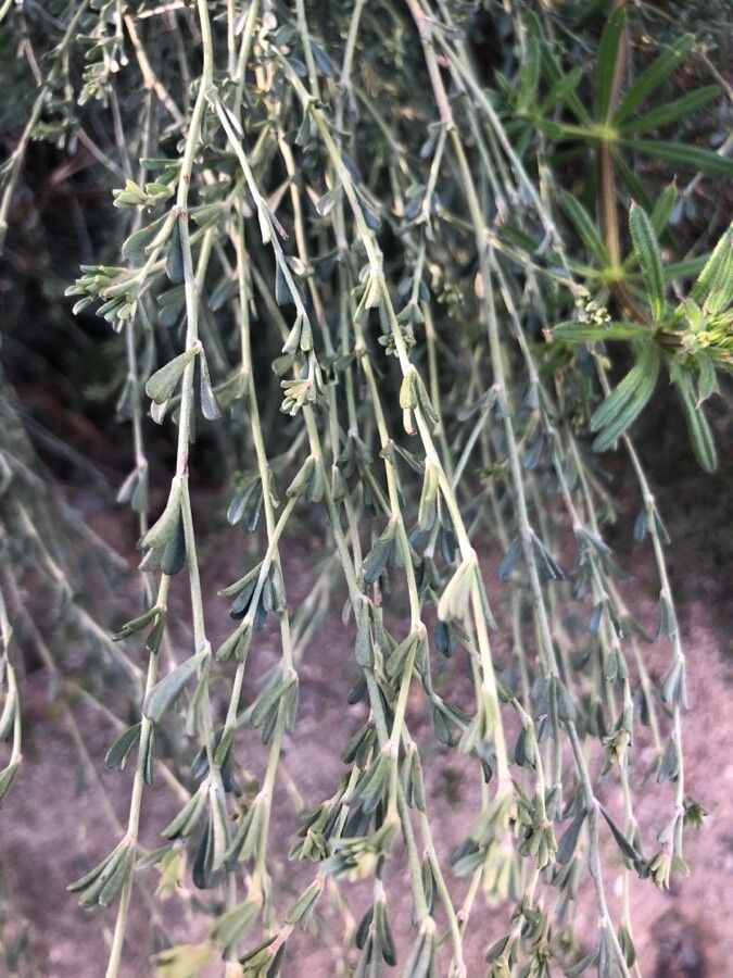 Genista monspessulana