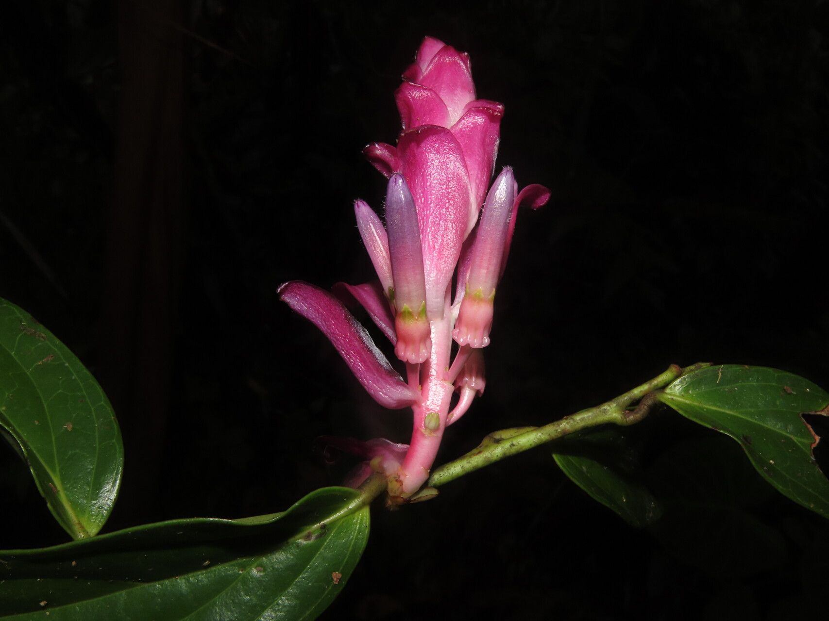 Cavendishia atroviolacea flower