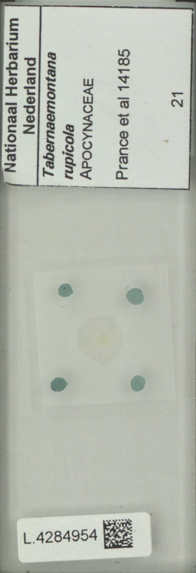 Tabernaemontana rupicola fruit