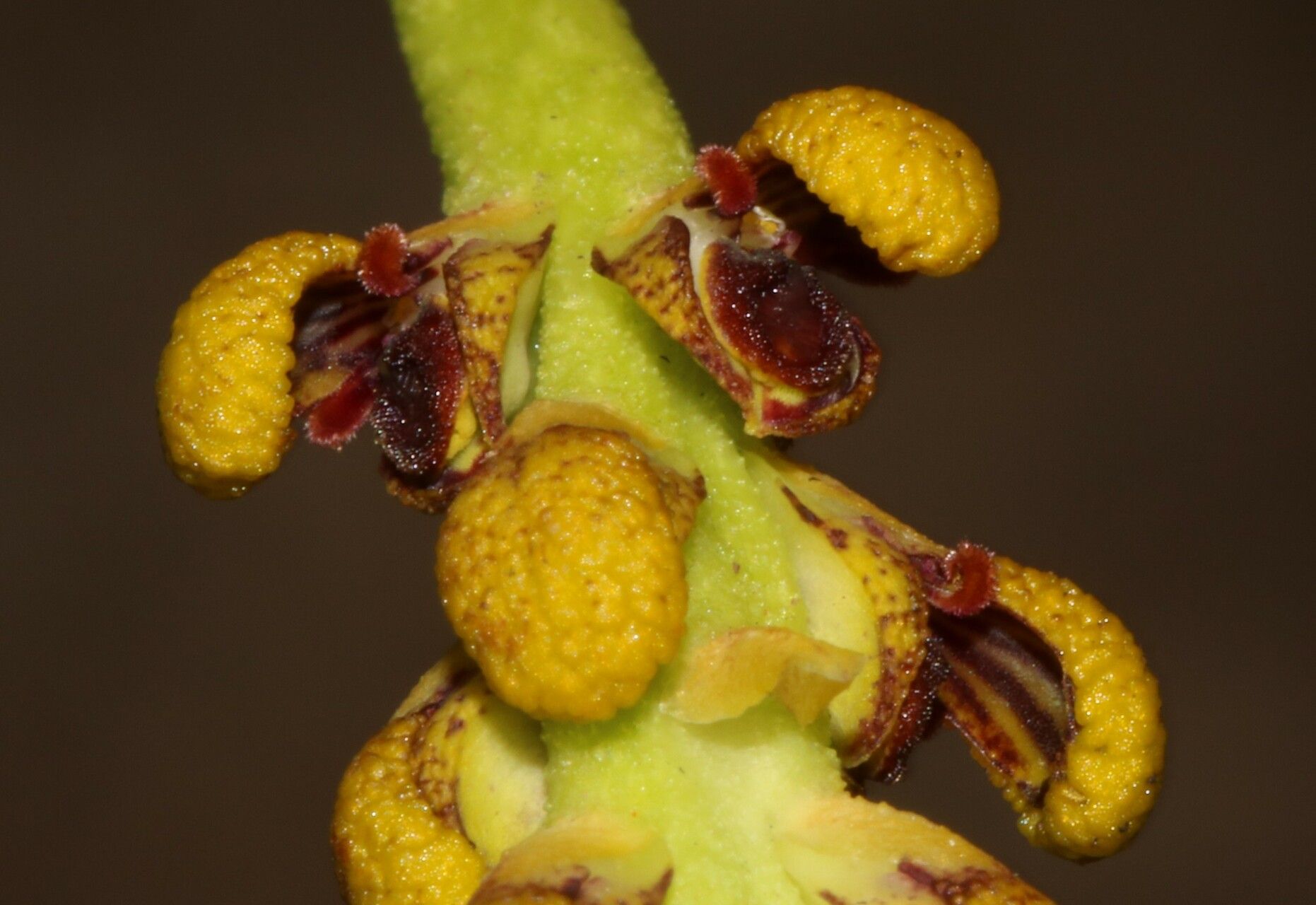 Bulbophyllum masoalanum — houseplant care guide