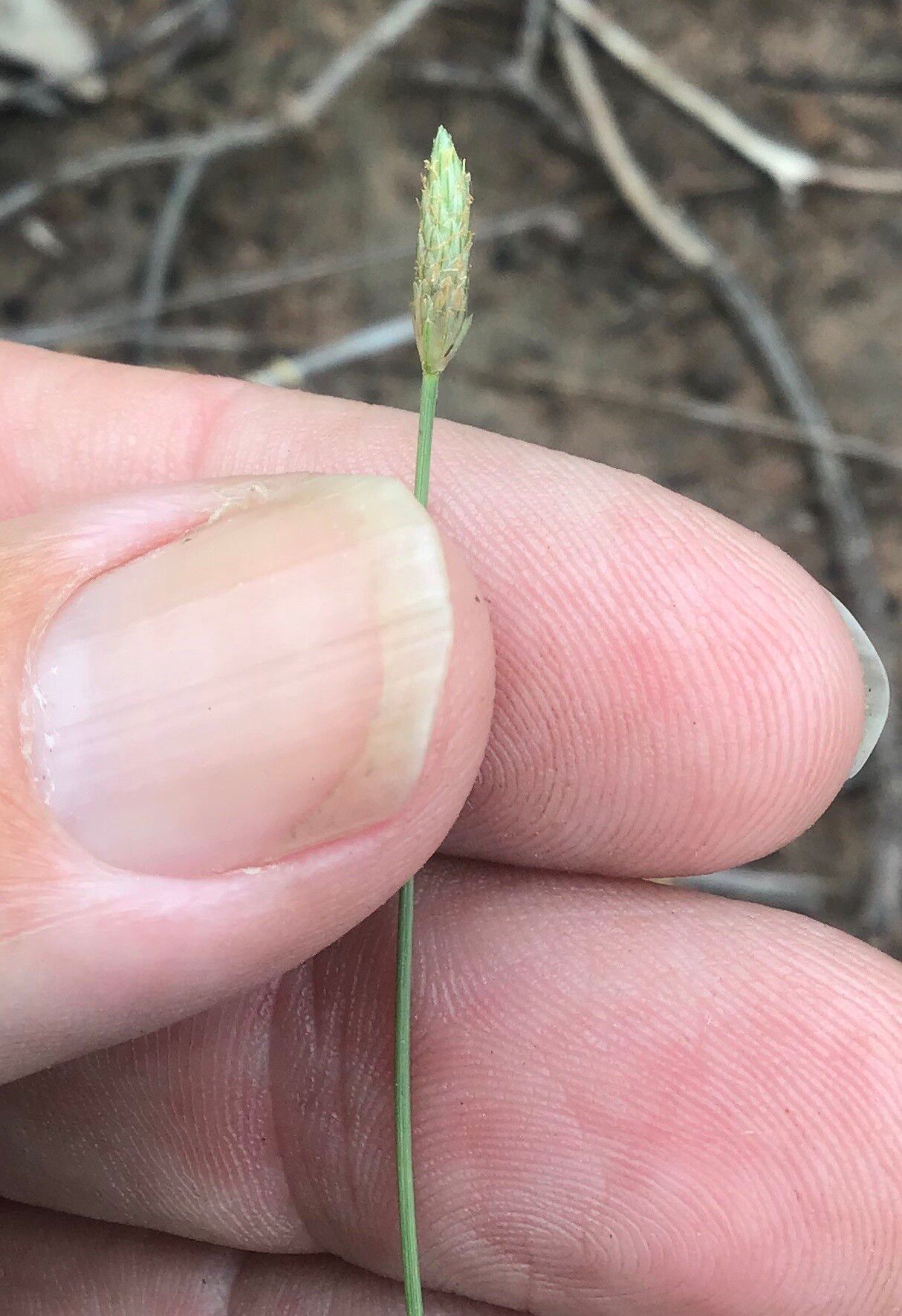 Fimbristylis polytrichoides — houseplant care guide