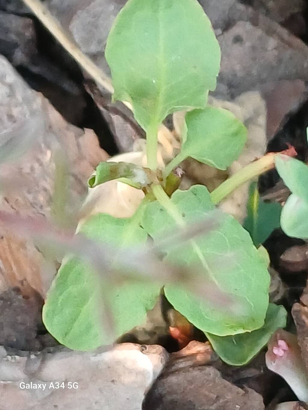 Rumex brownii — houseplant care guide