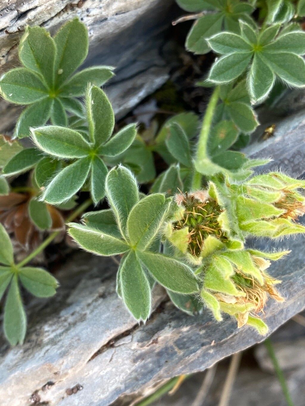 Potentilla nivalis flower