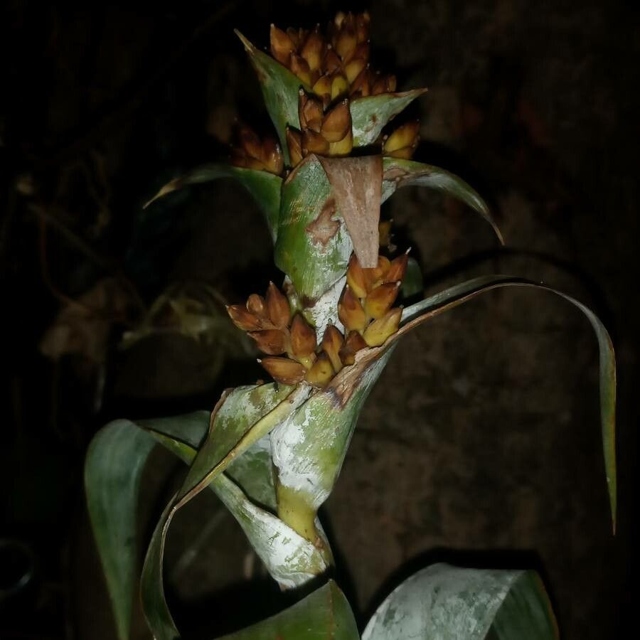 Pitcairnia atrorubens flower
