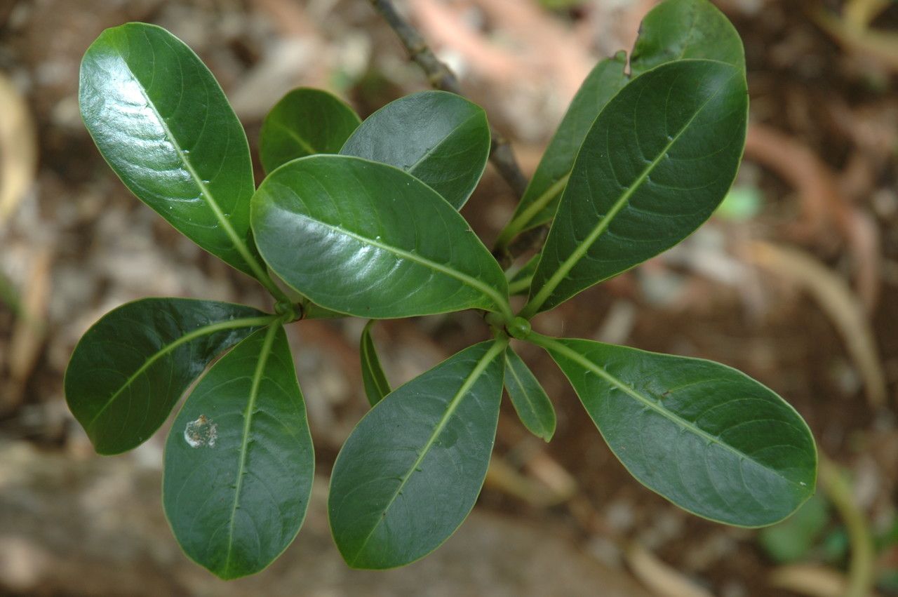 Psychotria kaduana — search result for 'Psychotria'