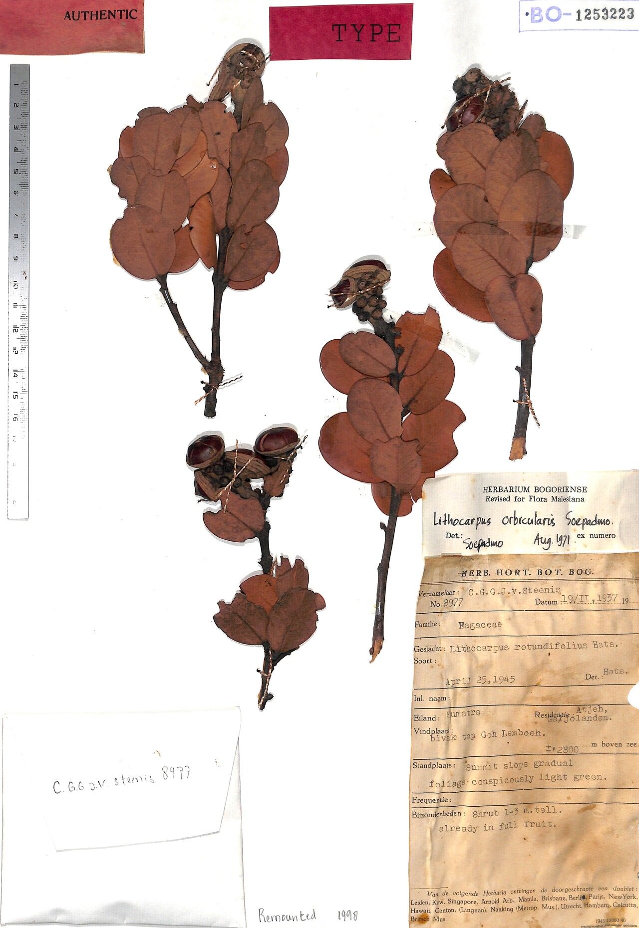 Lithocarpus orbicularis — houseplant care guide