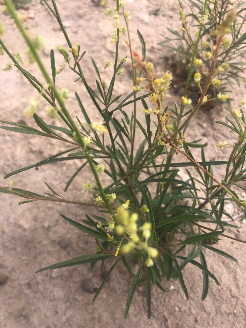 Reseda stricta — search result for 'Reseda'