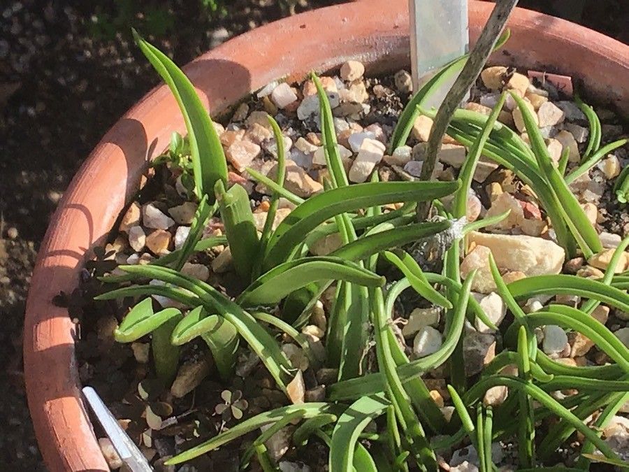 Scilla monophyllos leaf