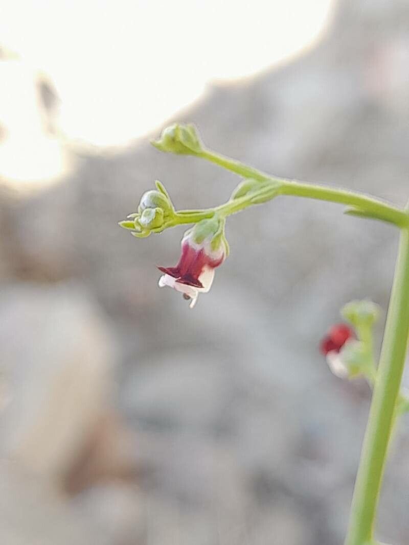 Scrophularia striata flower
