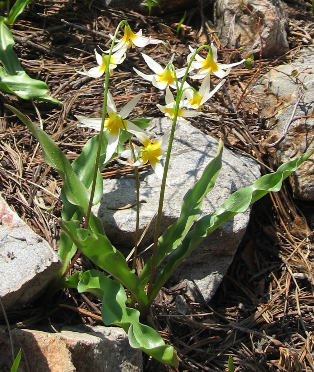 Erythronium purpurascens habit