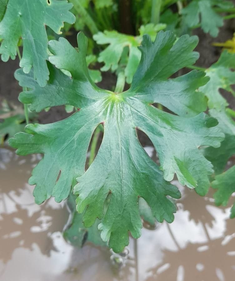Ranunculus apiifolius leaf