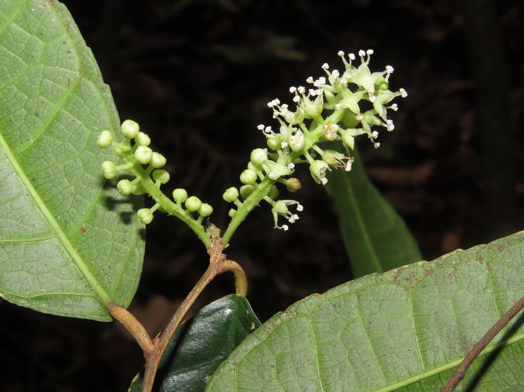 Trophis involucrata flower