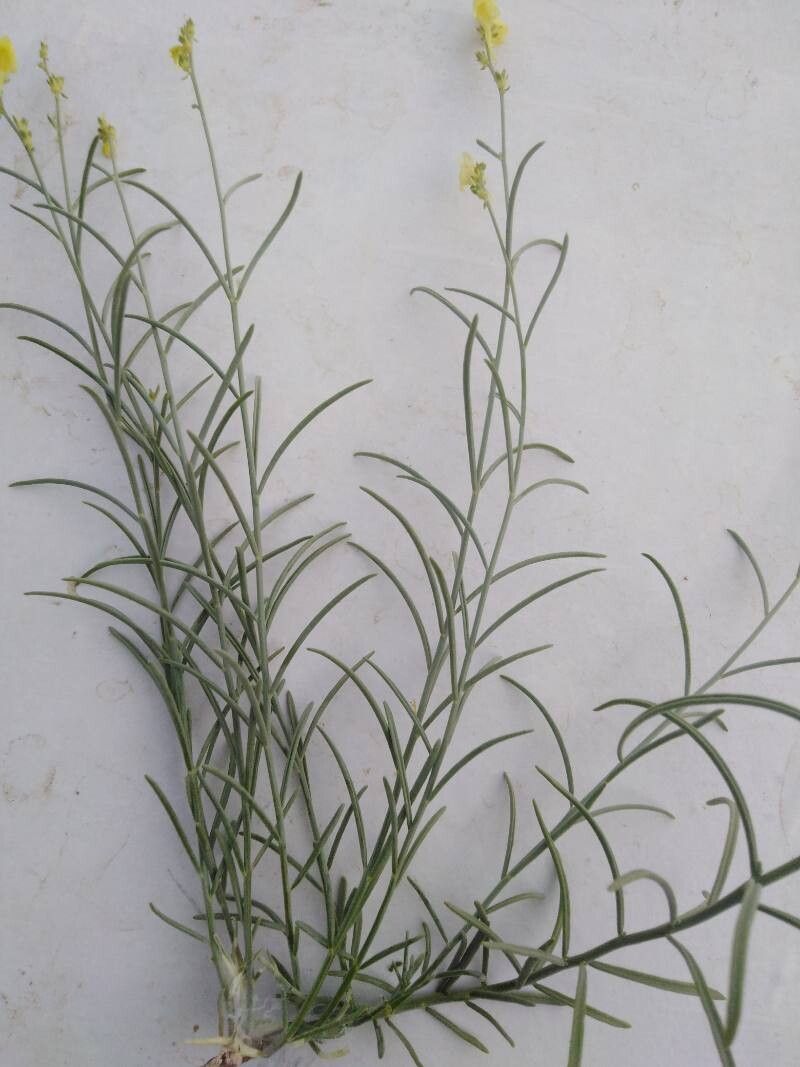 Linaria tenuis — search result for 'Linaria'