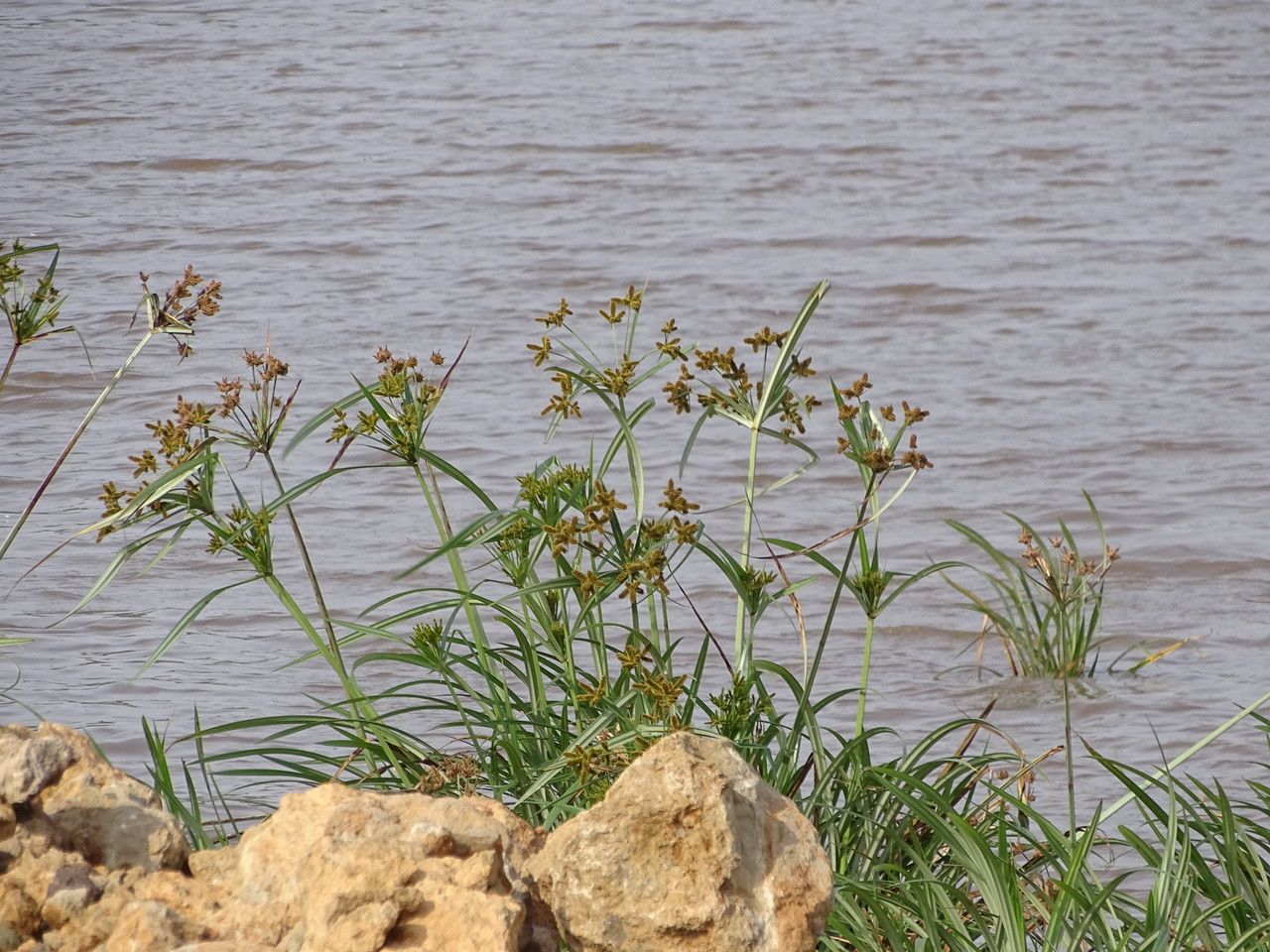 Bolboschoenus fluviatilis habit