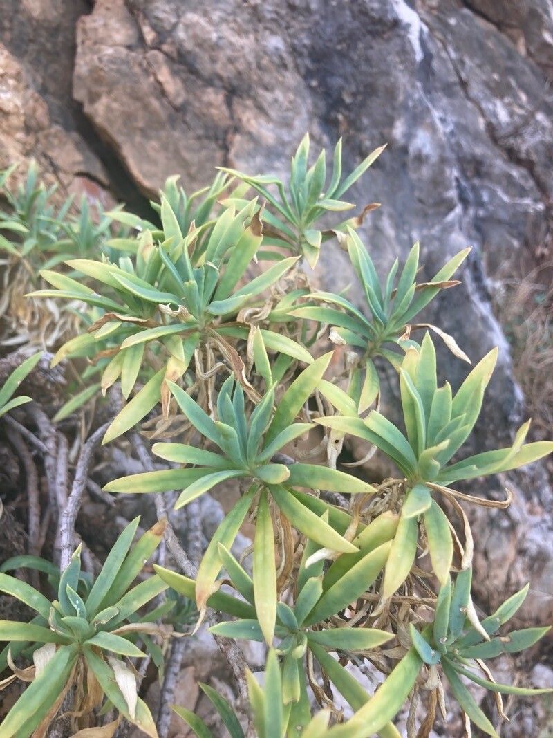 Dianthus rupicola leaf