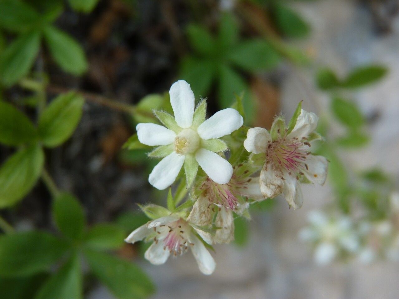 Potentilla caulescens flower