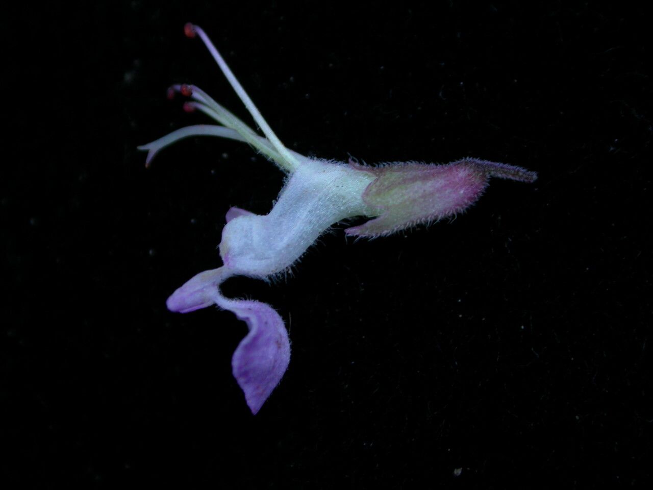 Teucrium quadrifarium — search result for 'Teucrium'