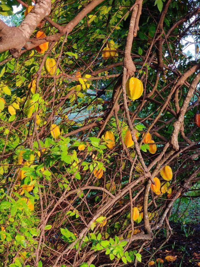 Averrhoa carambola fruit