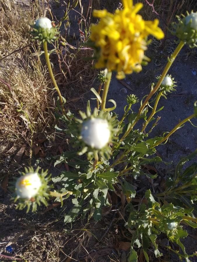 Grindelia chiloensis other