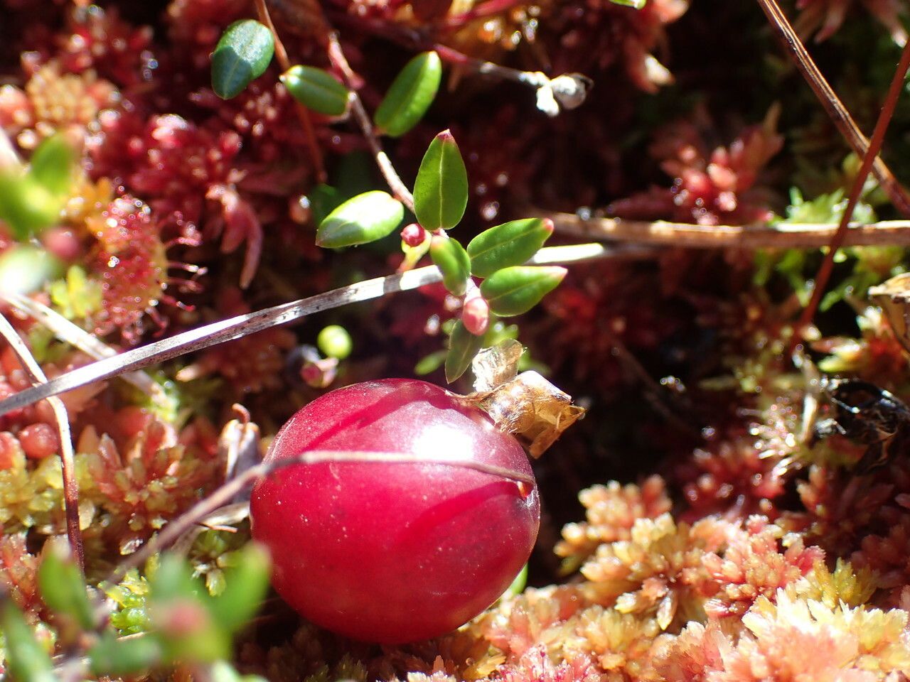Vaccinium microcarpum fruit