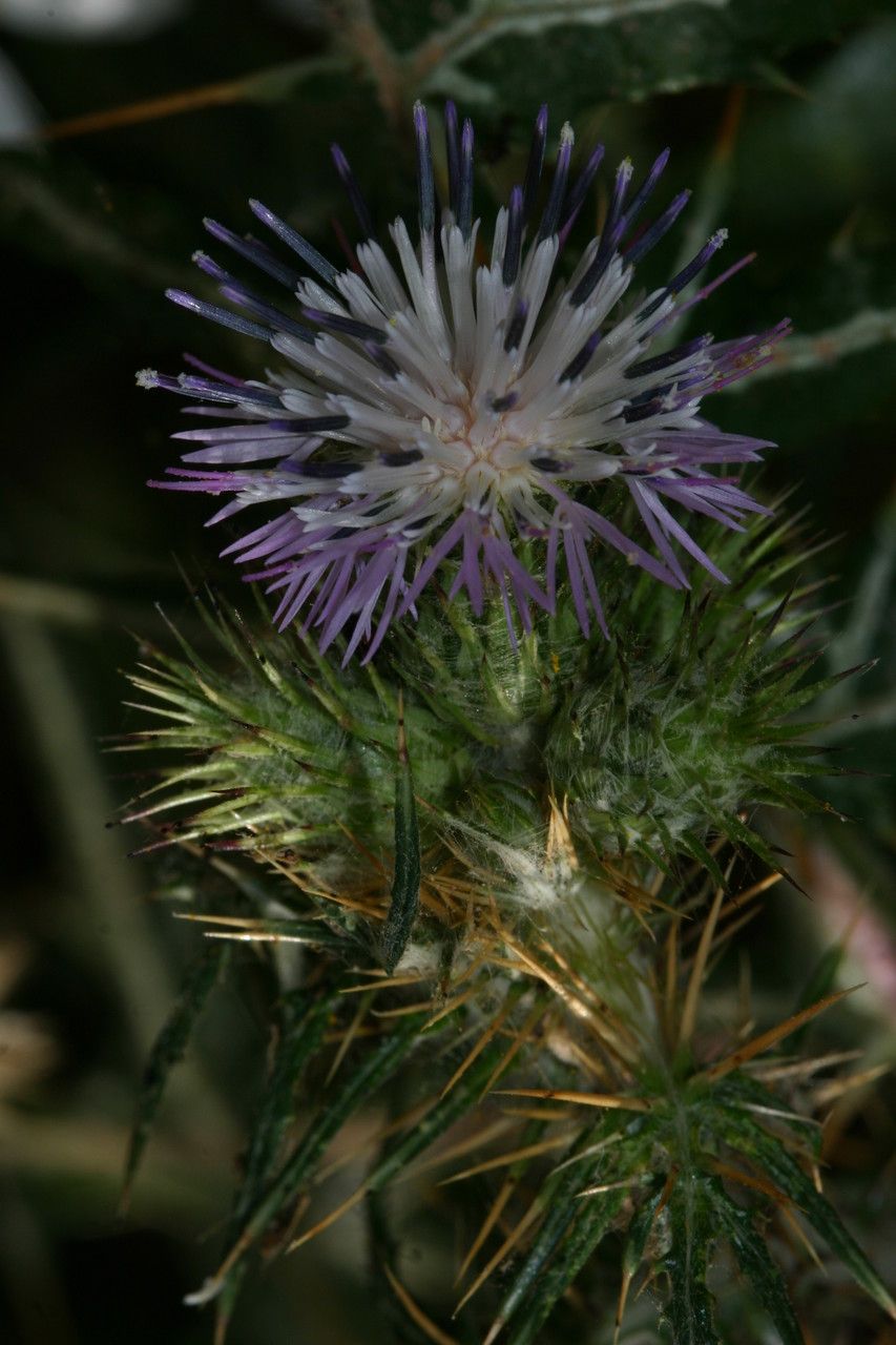 Galactites mutabilis — related species from the same genus