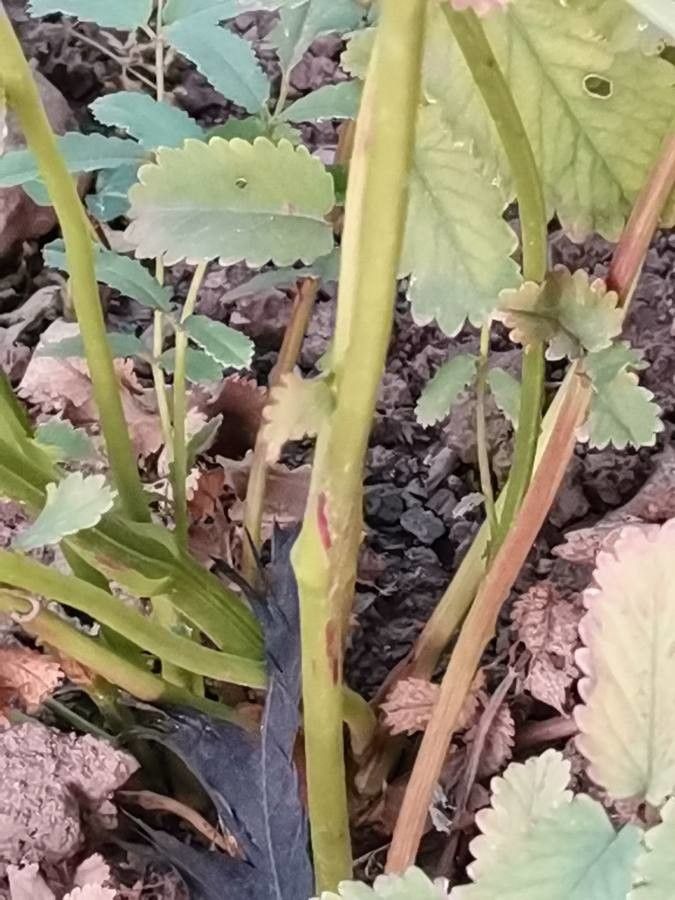 Sanguisorba hakusanensis bark