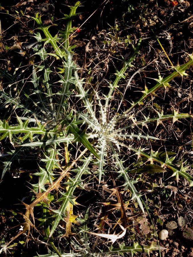 Ptilostemon casabonae — houseplant care guide