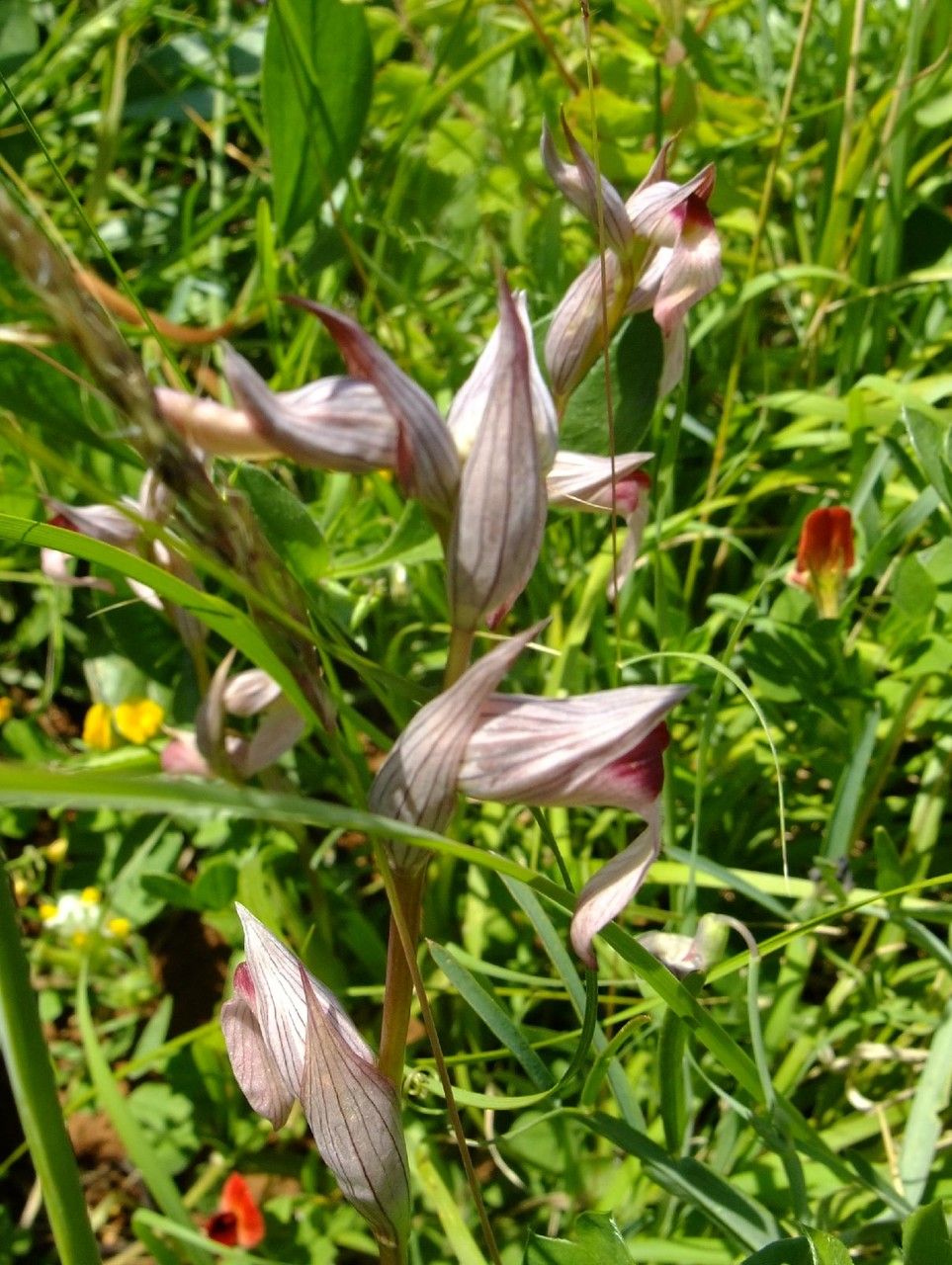 Serapias orientalis habit
