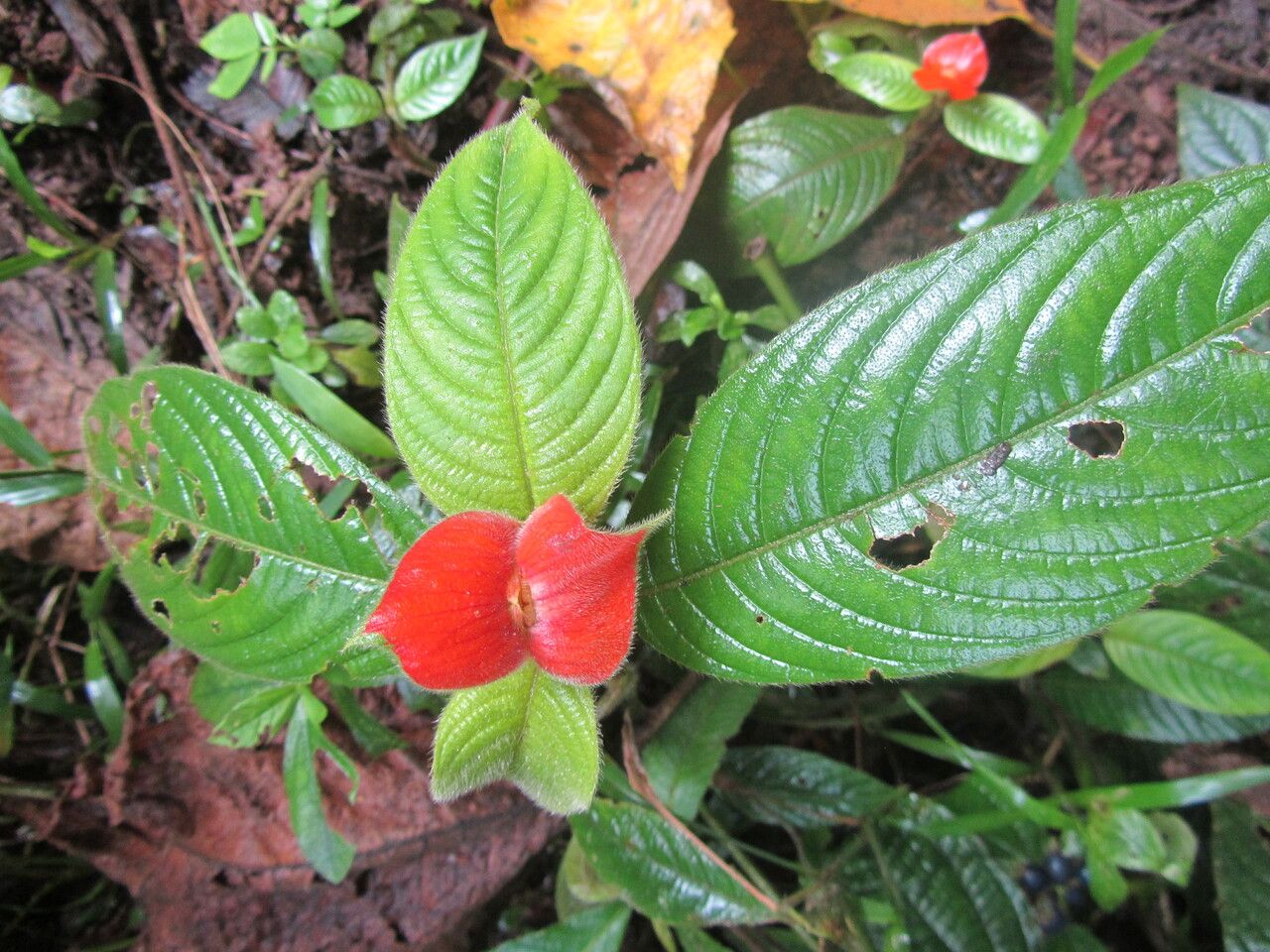 Psychotria poeppigiana leaf
