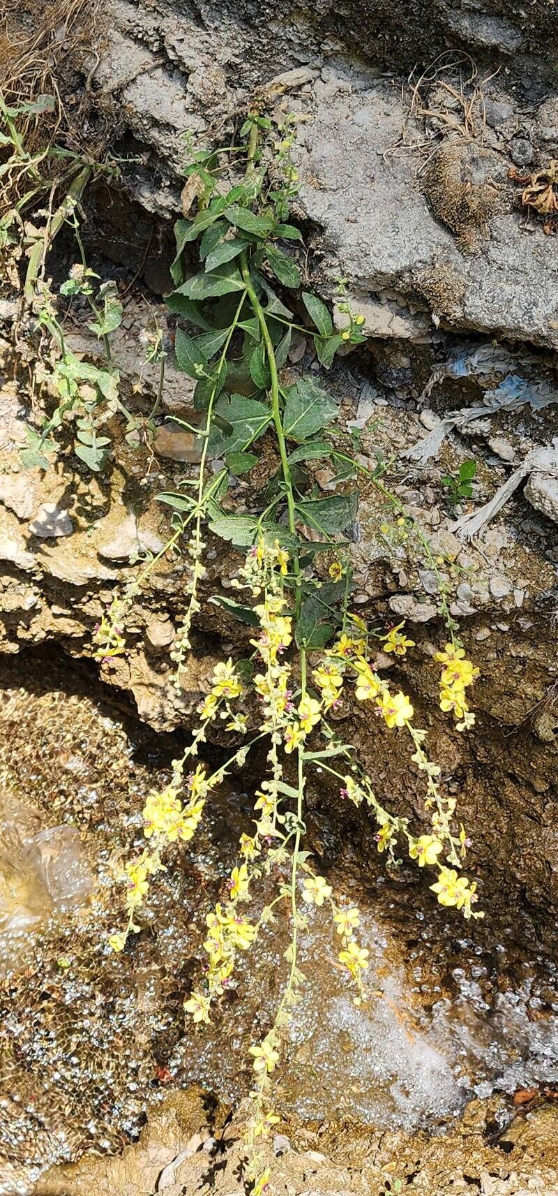 Verbascum cheiranthifolium habit