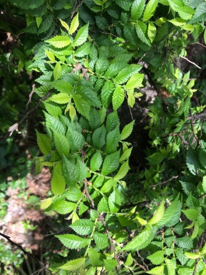 Ulmus × hollandica — search result for 'France'