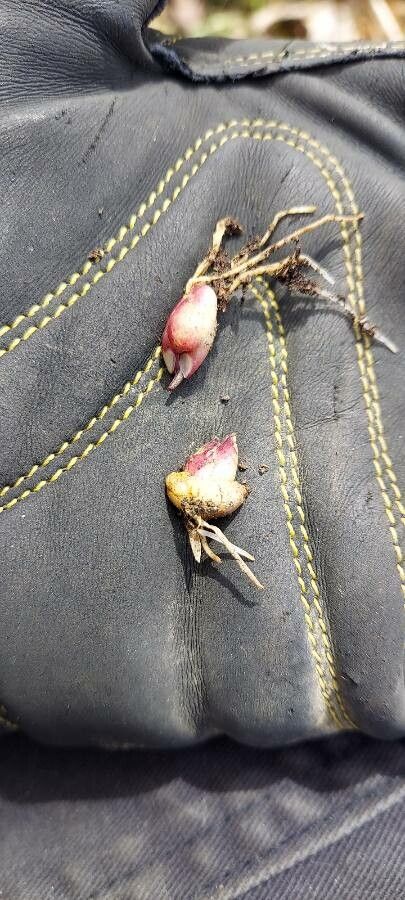 Plantago elongata — search result for 'Plantago'