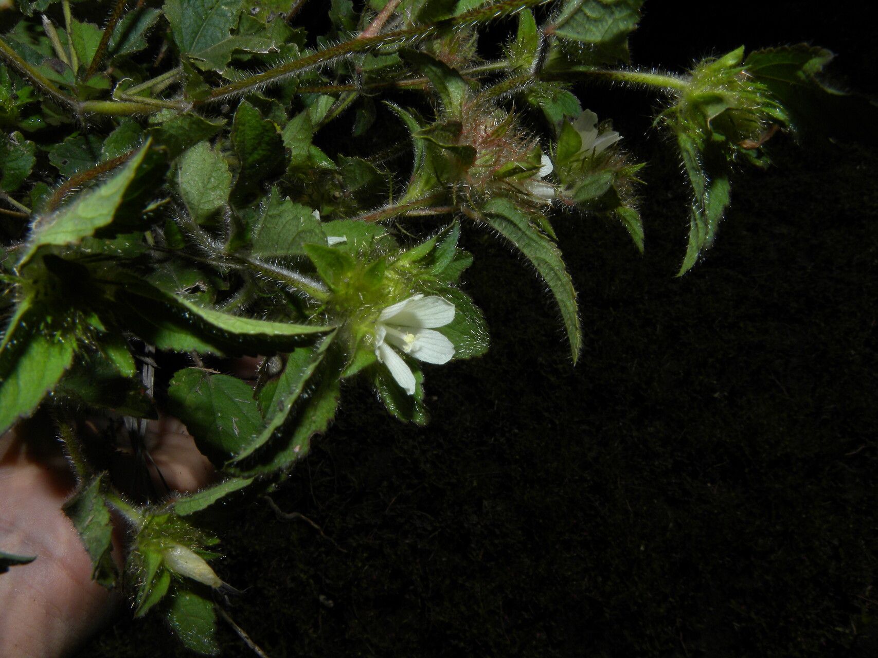 Malachra fasciata flower