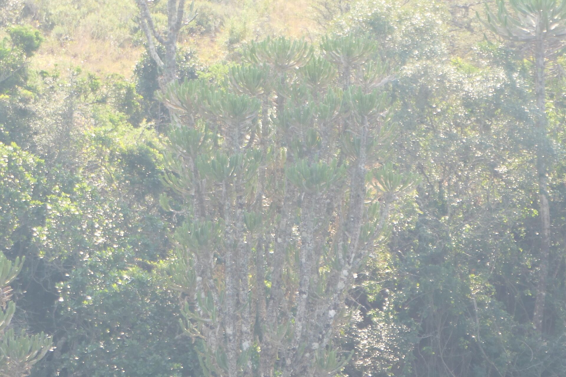 Euphorbia triangularis bark