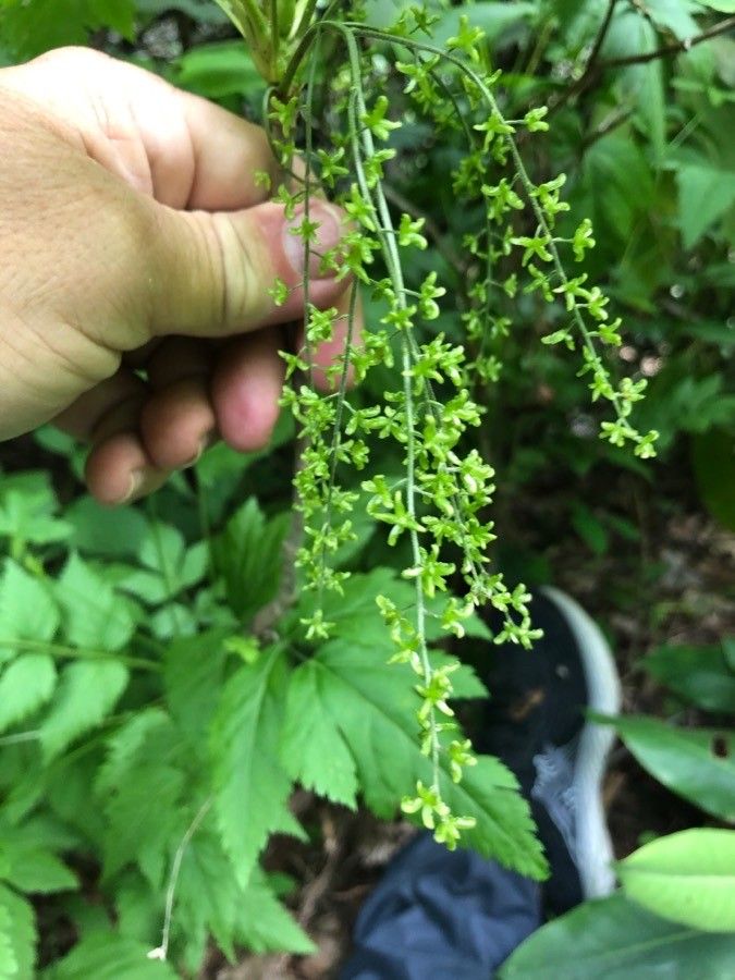 Xanthorhiza simplicissima flower
