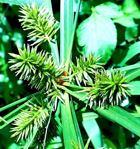 Mariscus sumatrensis — related species from the same genus