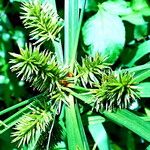 Mariscus sumatrensis