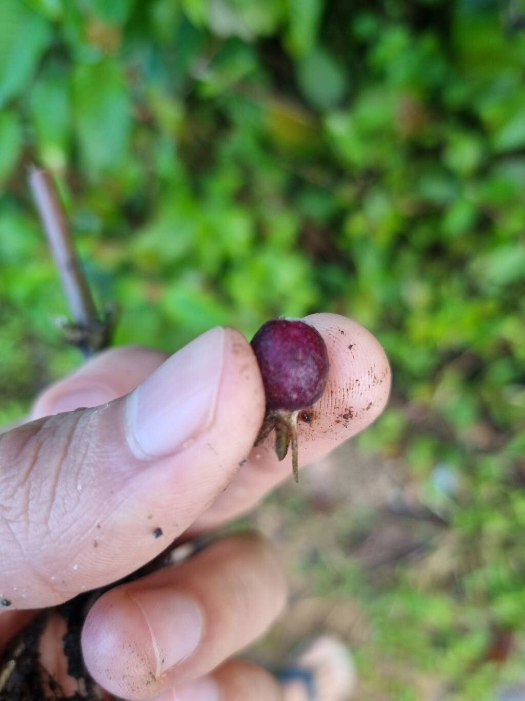 Sabicea amazonensis fruit