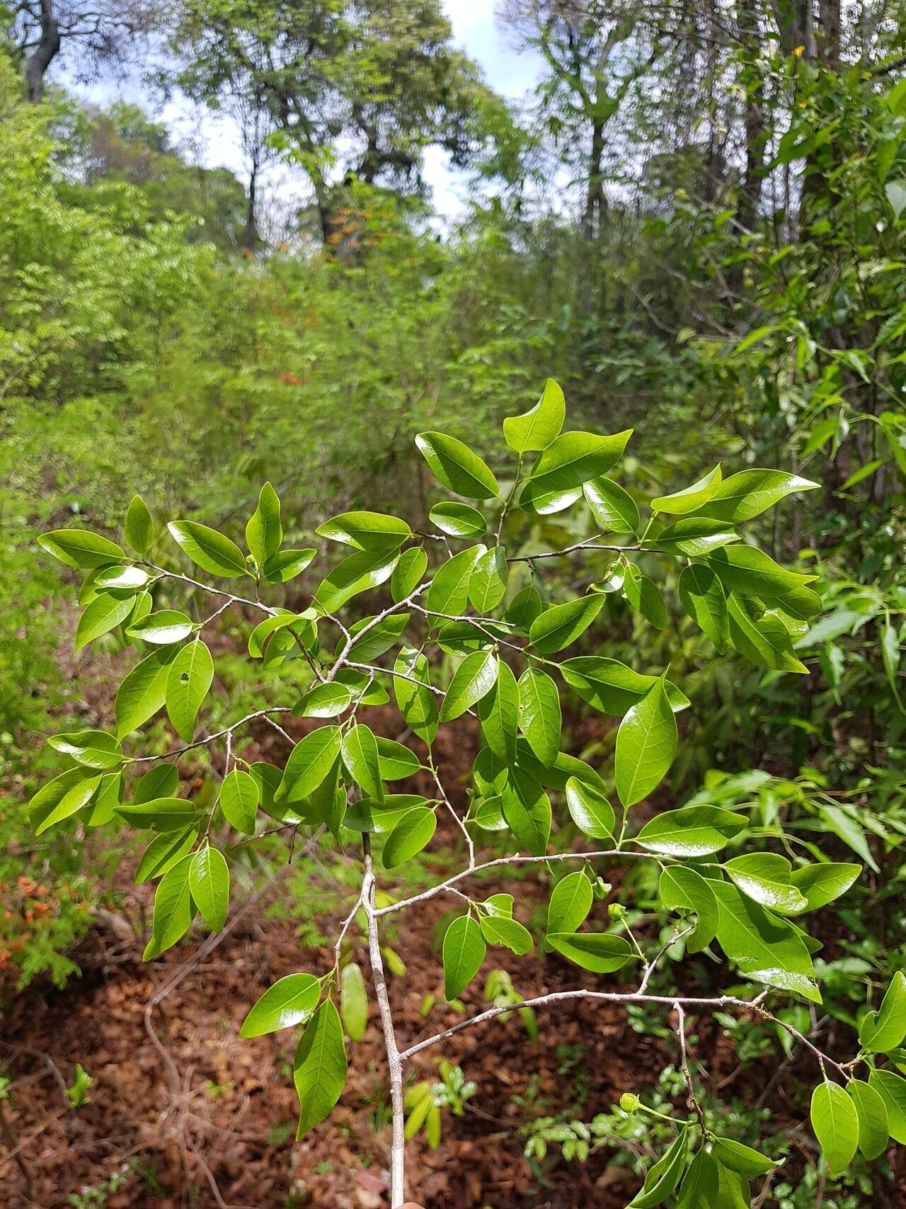 Margaritaria anomala — related species from the same genus